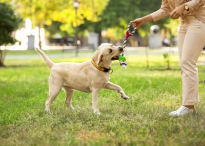 Roundworms in Dogs