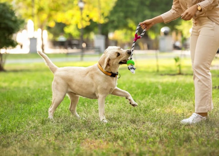 Woman playing at park with Labrador