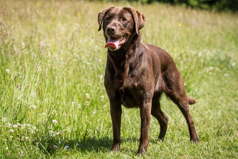 Healthy chocolate lab outside