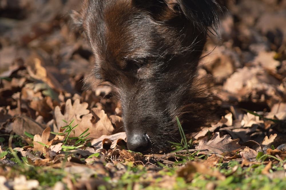 Dog sniffing in woods