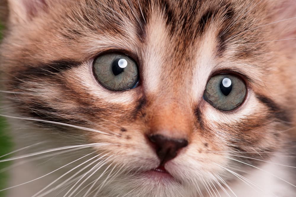 close up of kittens eyes
