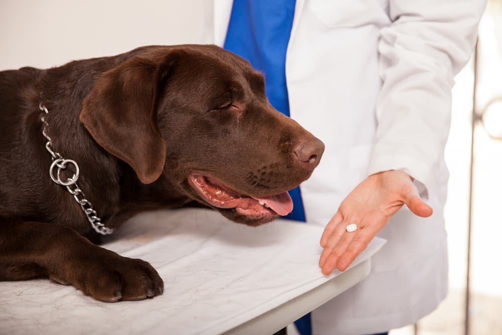Veterinarian giving dog a pill