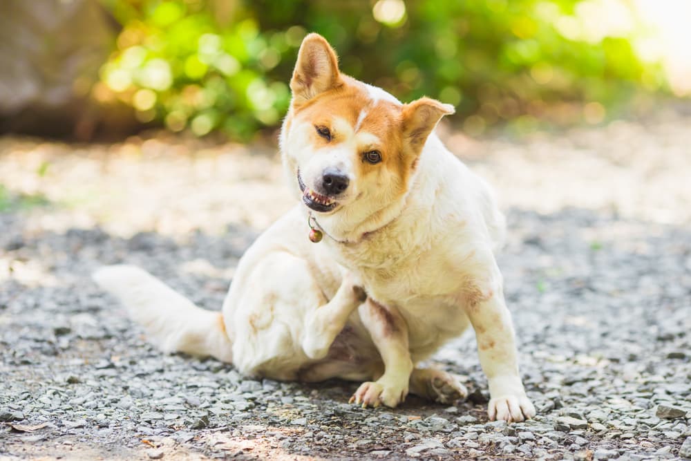 Dog sitting outside scratching