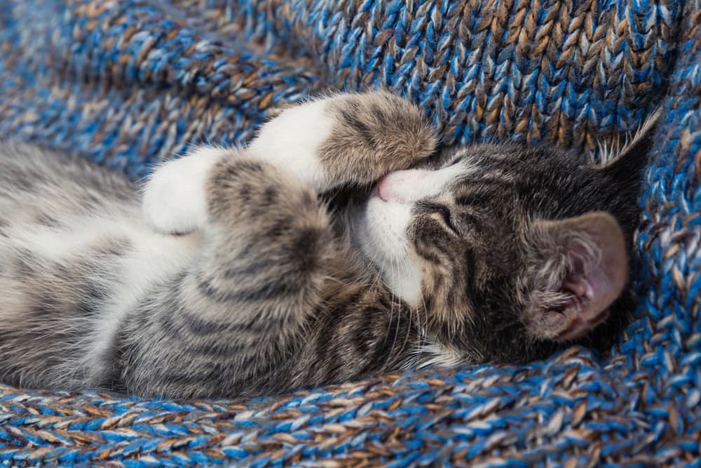 Cat snuggled in a blanket