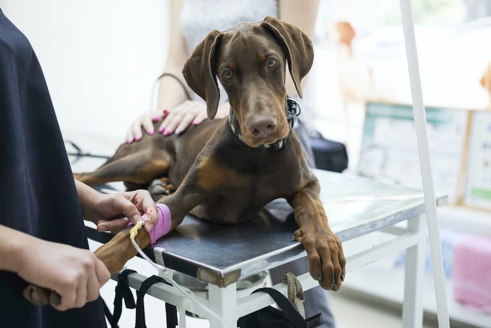 Dog at the veterinary clinic