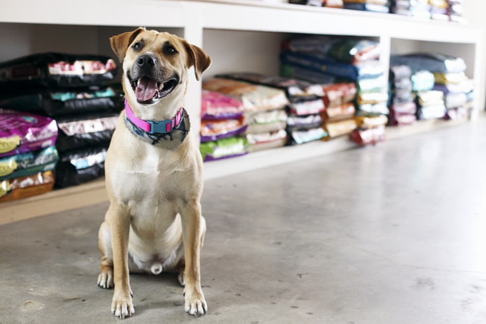 Cute dog in a pet store by the dog food