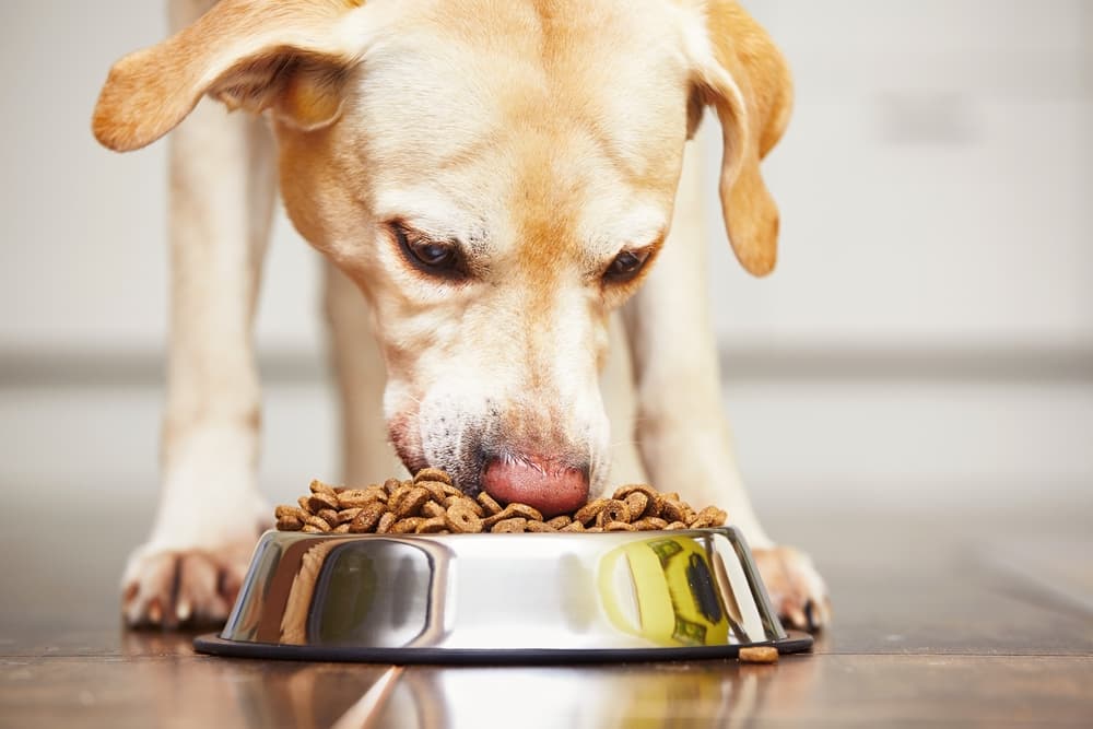 Dog eating food from its bowl