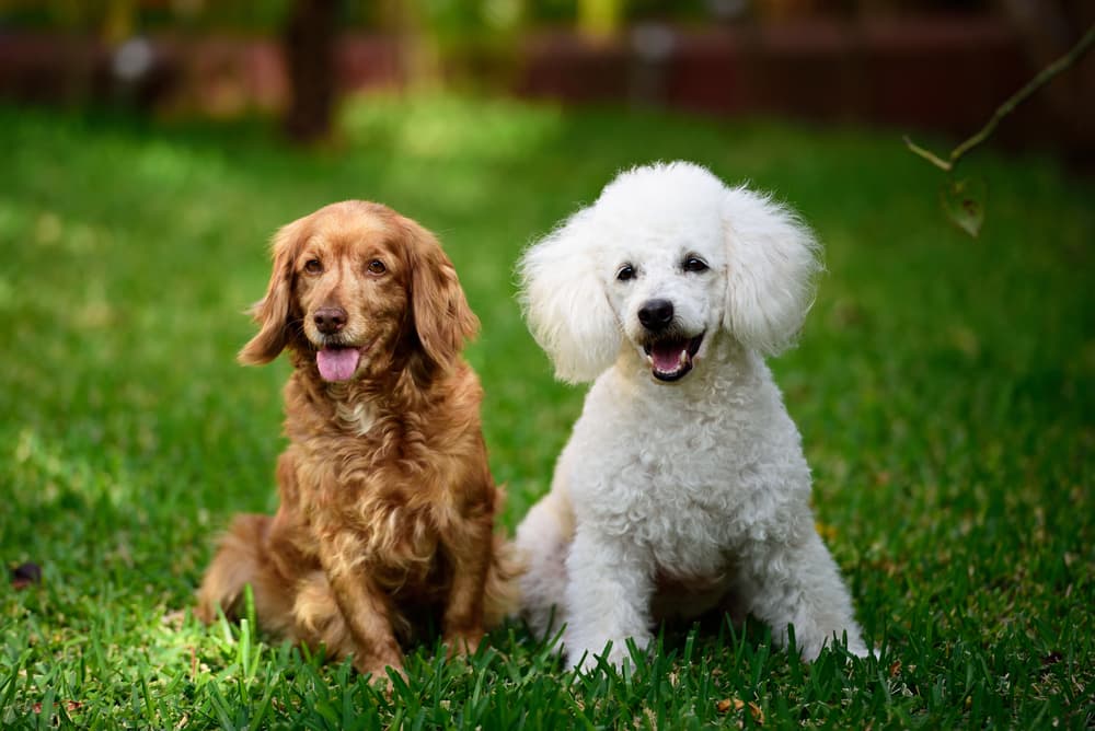 Two dogs sitting outside waiting for owner