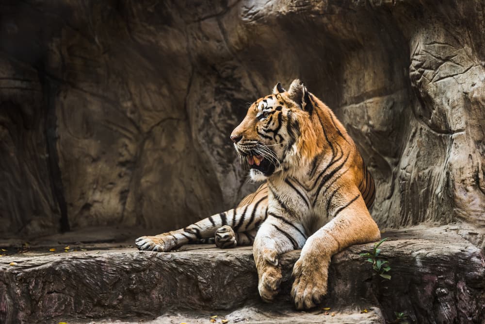 A tiger at a zoo