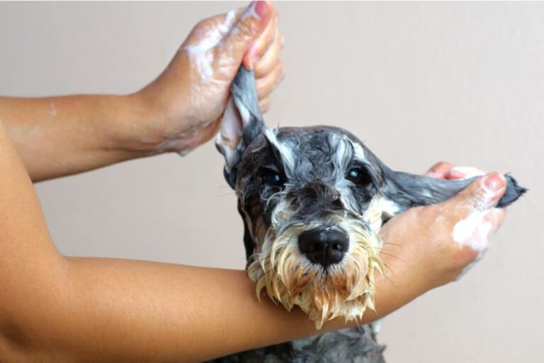 Dog being washed
