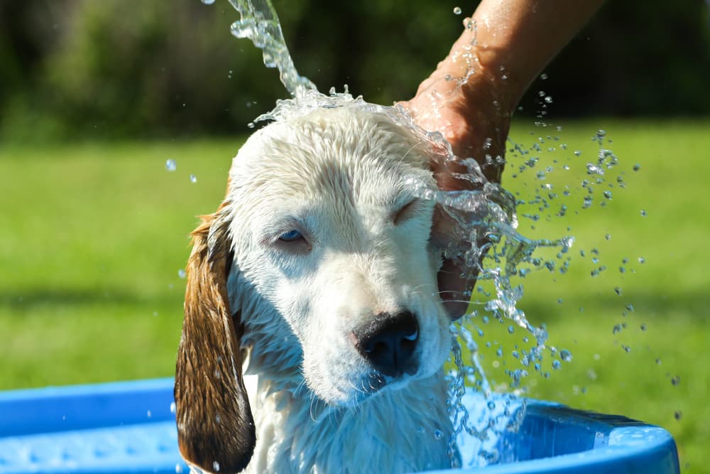 Beagle in getting a bath outside
