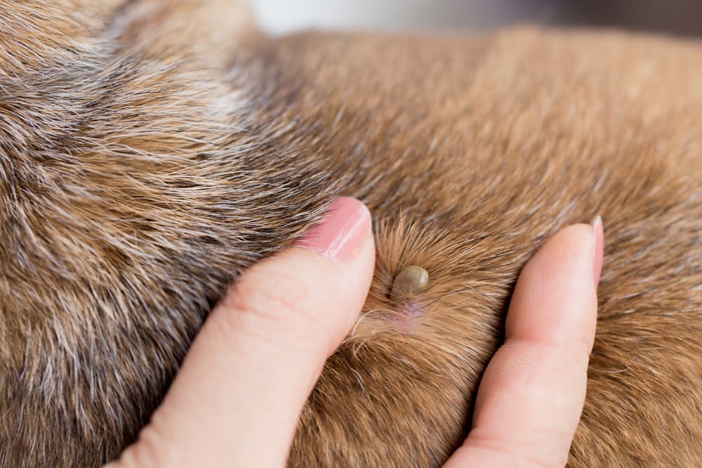 An example of what ticks look like on dogs