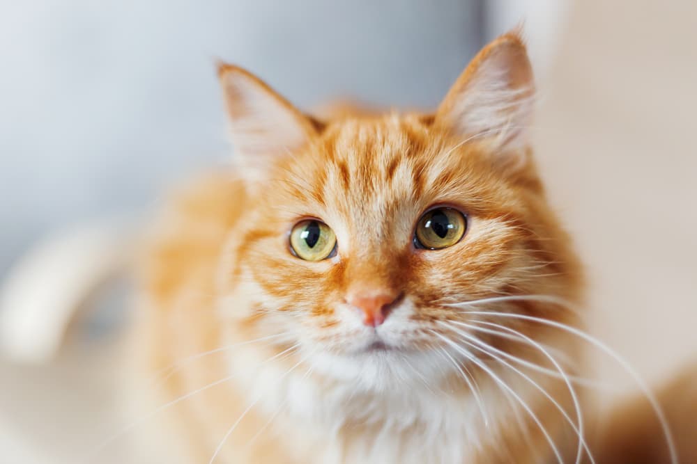 Beirut Rescue Helps Animals Impacted By Devastating Explosions