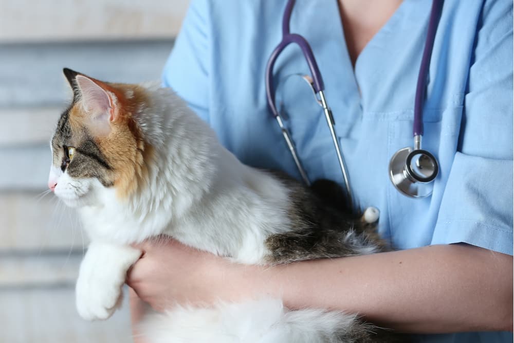 Cat at the veterinarian 