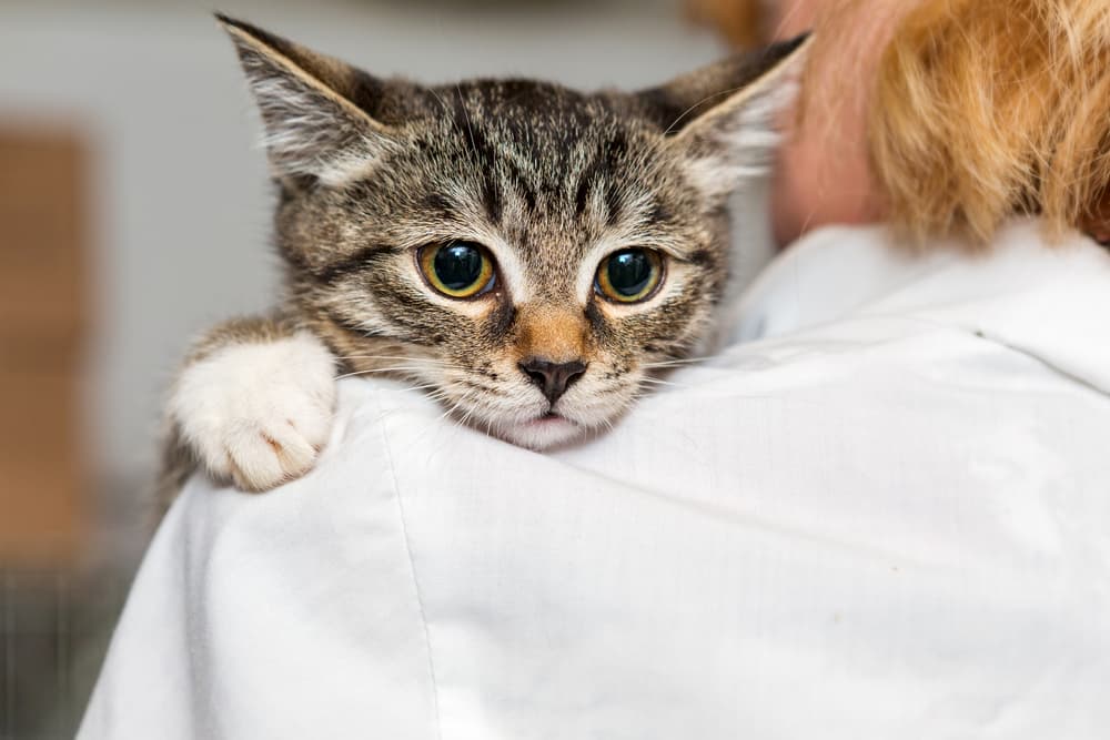 Animal shelters adapt during COVID-19
