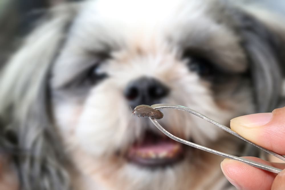 Tick taken off of a dog