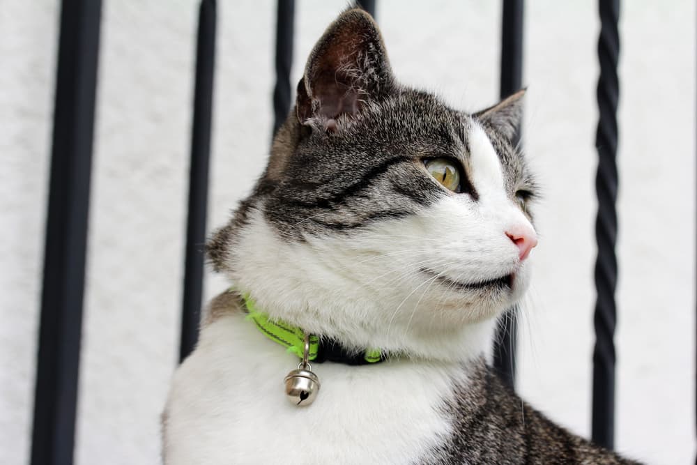 Close up of cat looking concerned