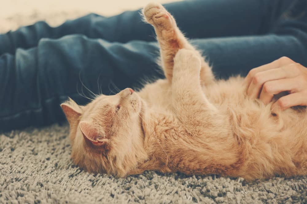 Cat playing with owner on the carpet
