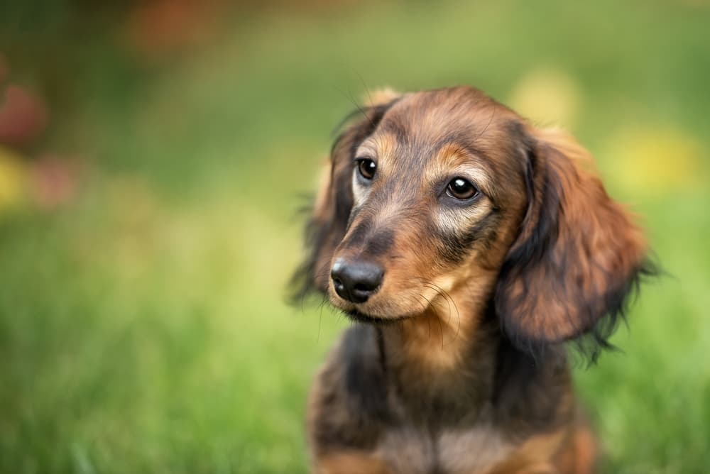 Dachshund puppy sitting outside