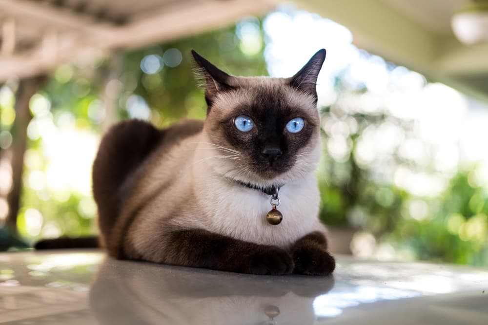 Siamese cat looking anxious