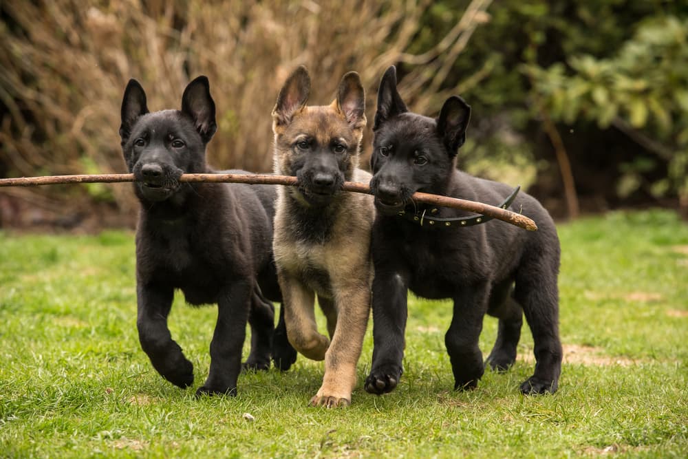 Three dogs walking in a line with a stick