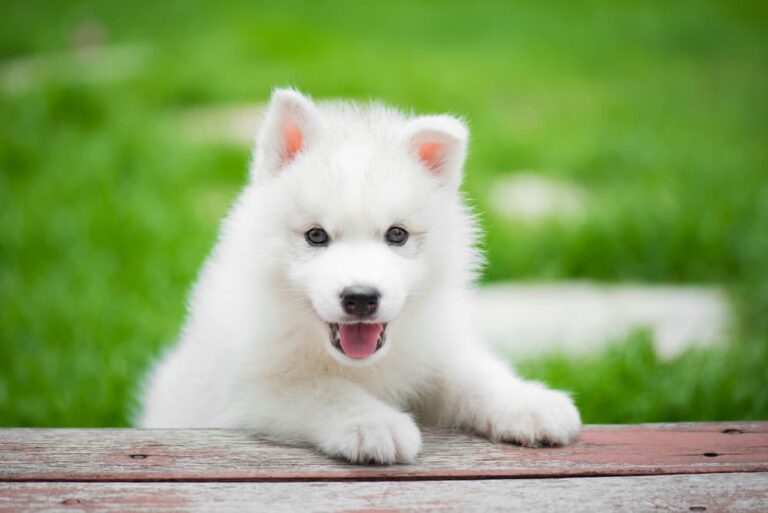 Healthy looking dog at table looking for owner