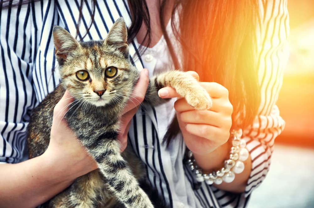 Woman fostering a cat