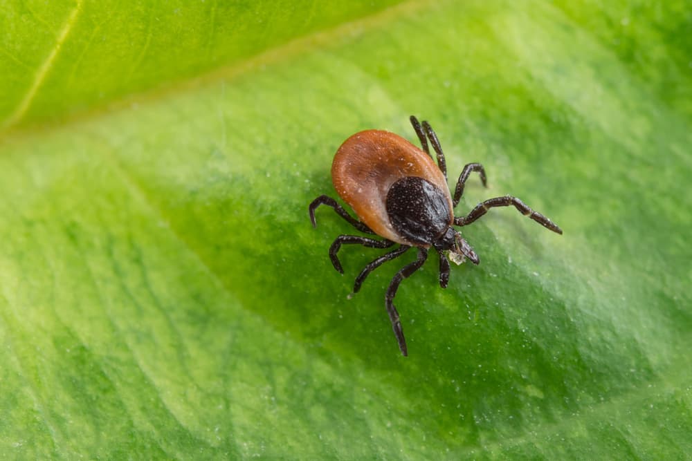 Black-legged tick