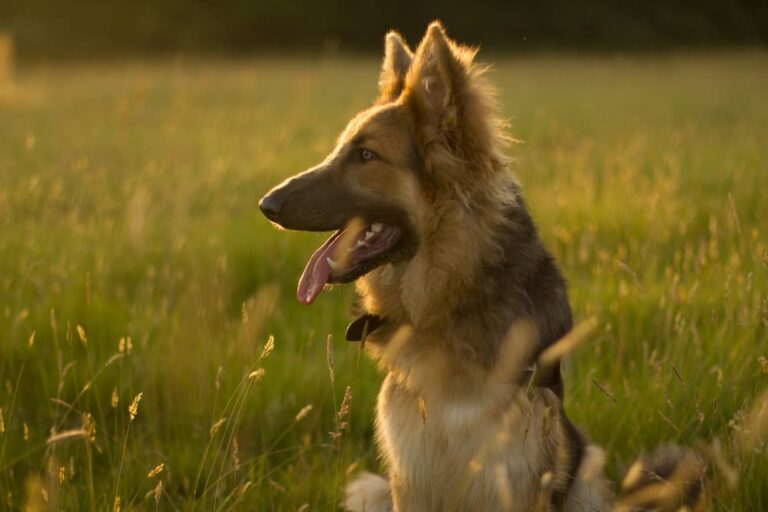 German Shepherd dog in field