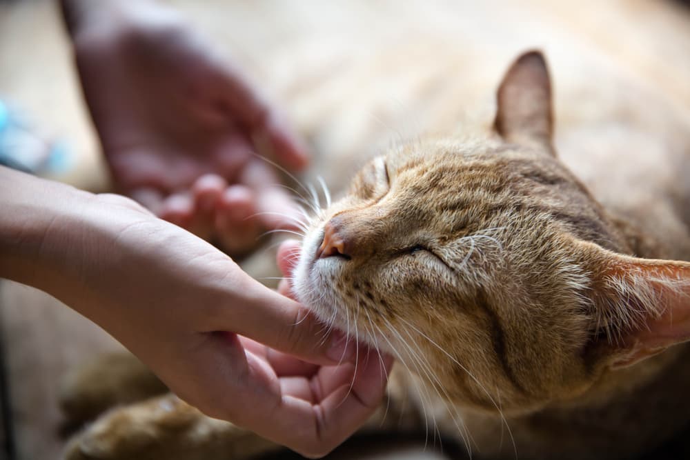 woman petting cat on chin