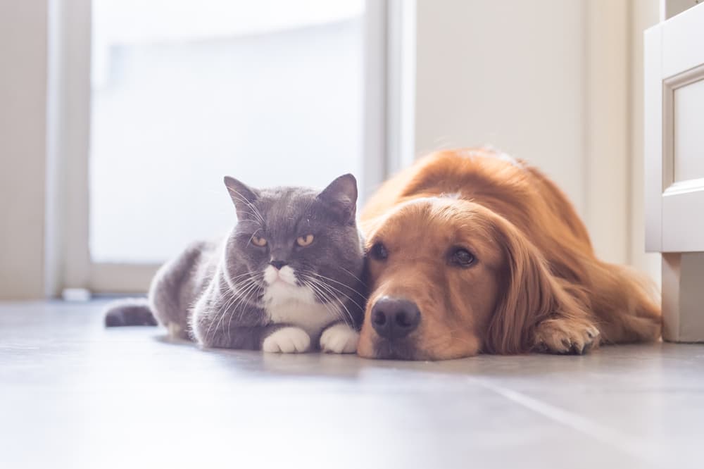 9 Creative Ways to Keep Pets Busy at Home