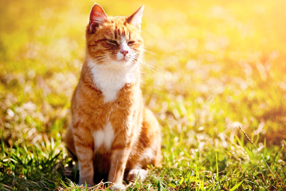 Warbles in Cats