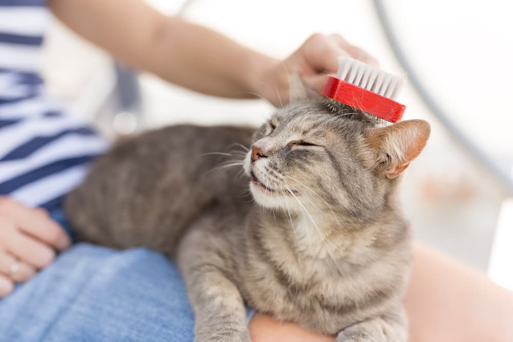 Cat being brushed by owner in her lap