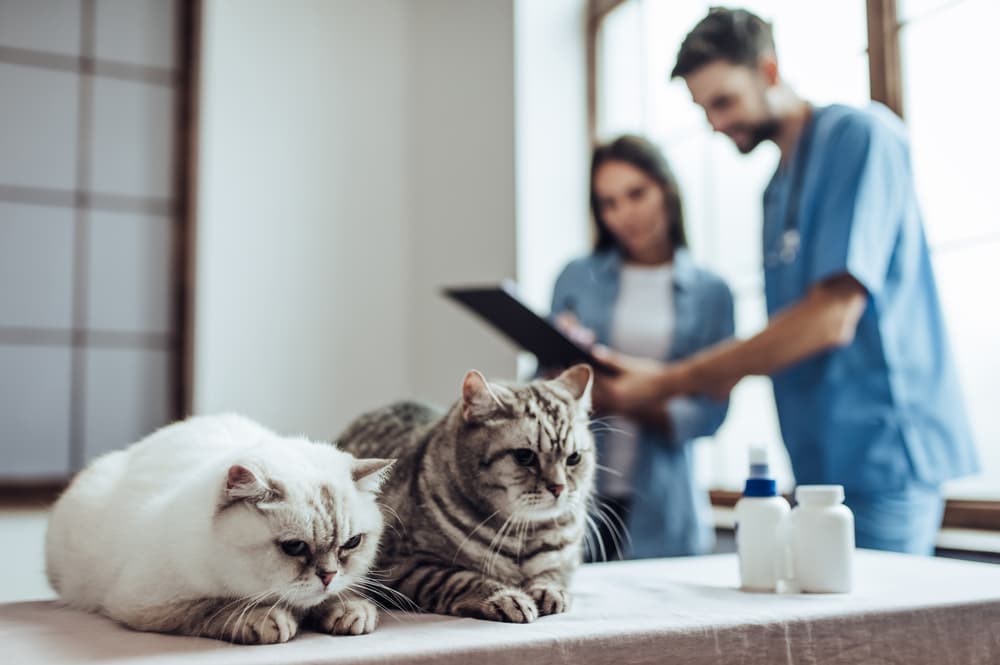 Veterinarian discussing dosing with pet owner