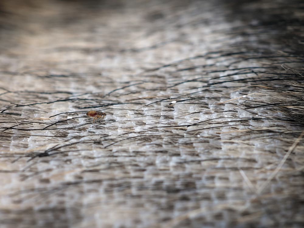 Closeup of a flea in a pet's fur