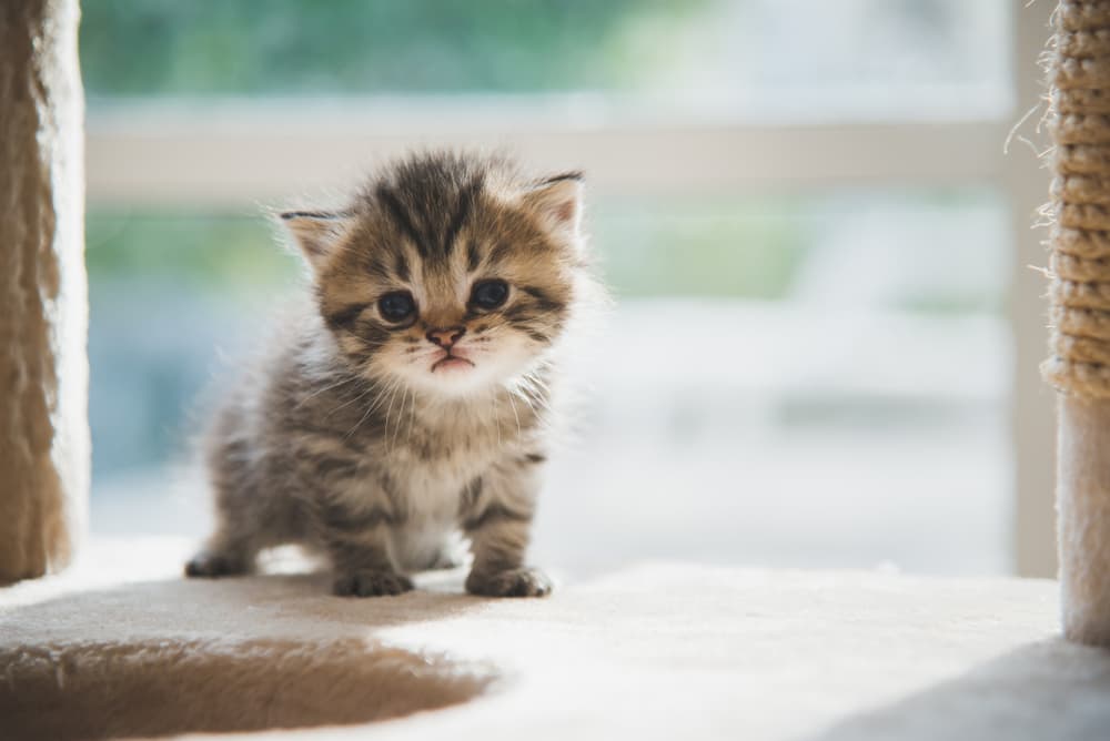 Tiny kitten on cat tree