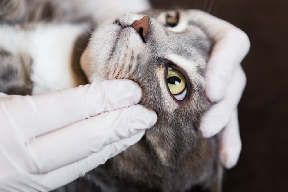 Veterinarian examining a cat's face