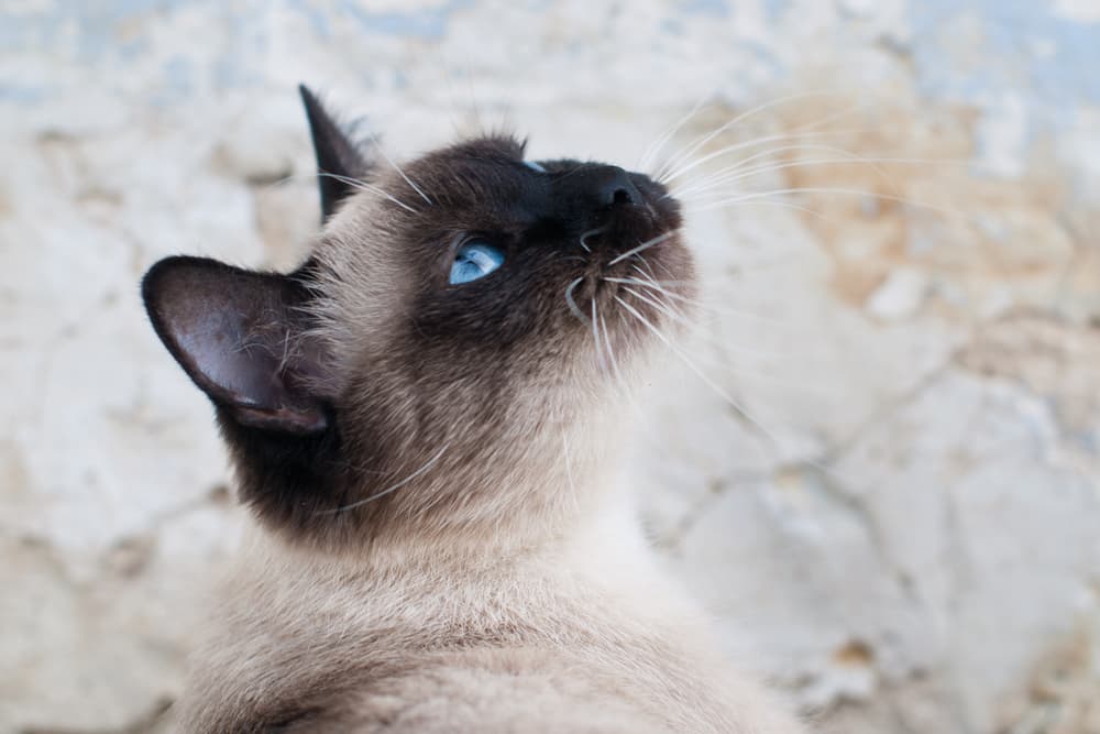 Cerenia for Cats