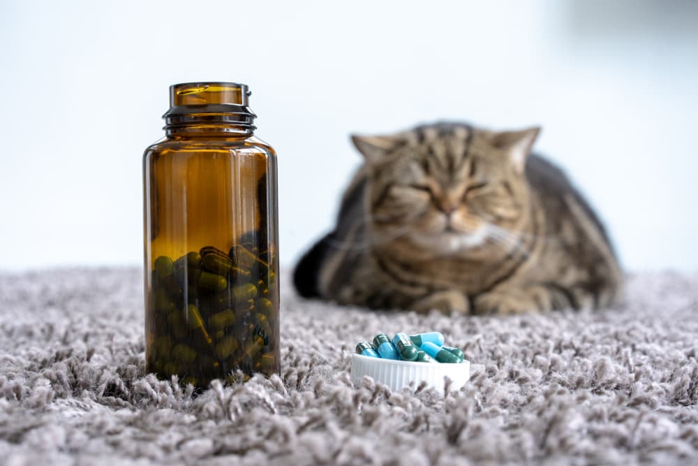 Cat sitting with medication