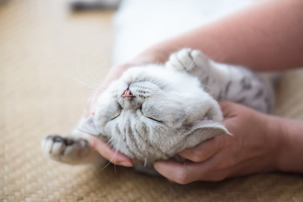 Happy cat being pet by owner