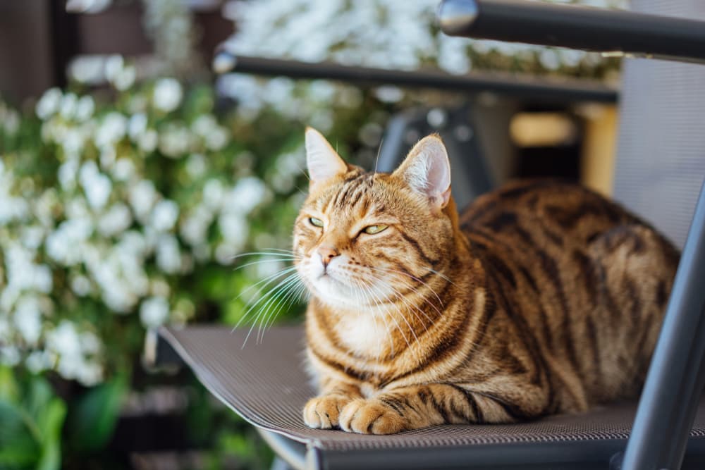 Cat outside looking lethargic
