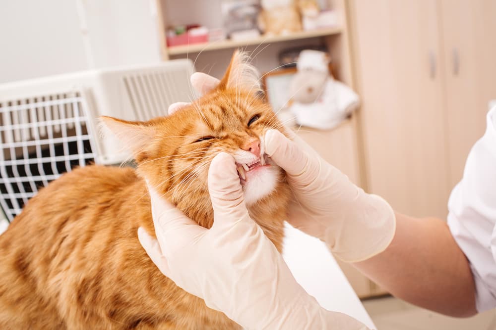 Dental exam with a cat
