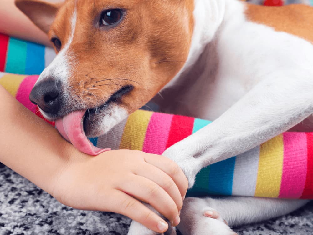 Why Is My Dog Constantly Licking?