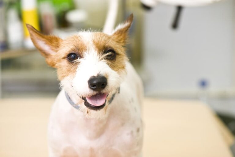 Jack Russell Terrier at the vet