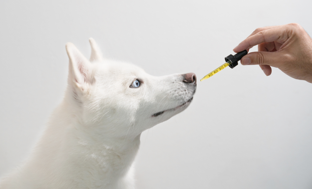 Hemp Oil for Pets: Everything You Need to Know