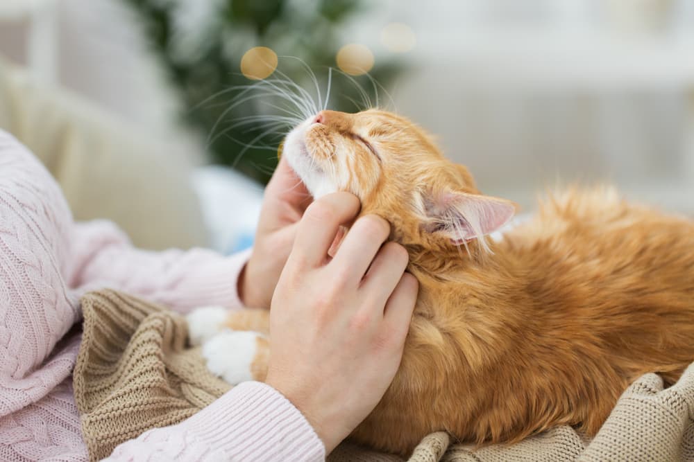 Happy cat and owner cozy together on bed