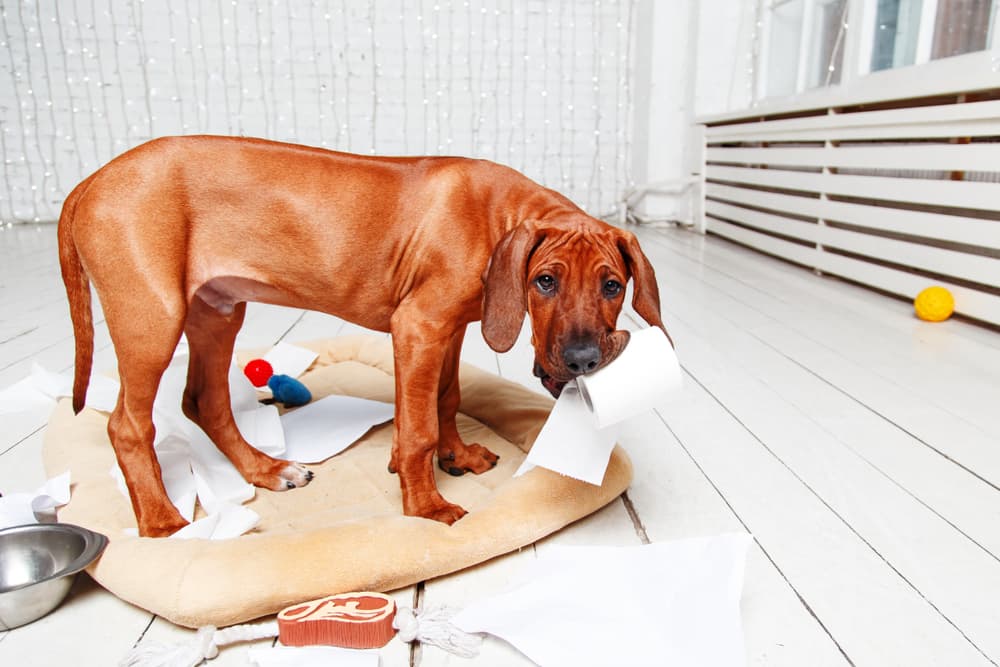 Dog chewing toilet paper