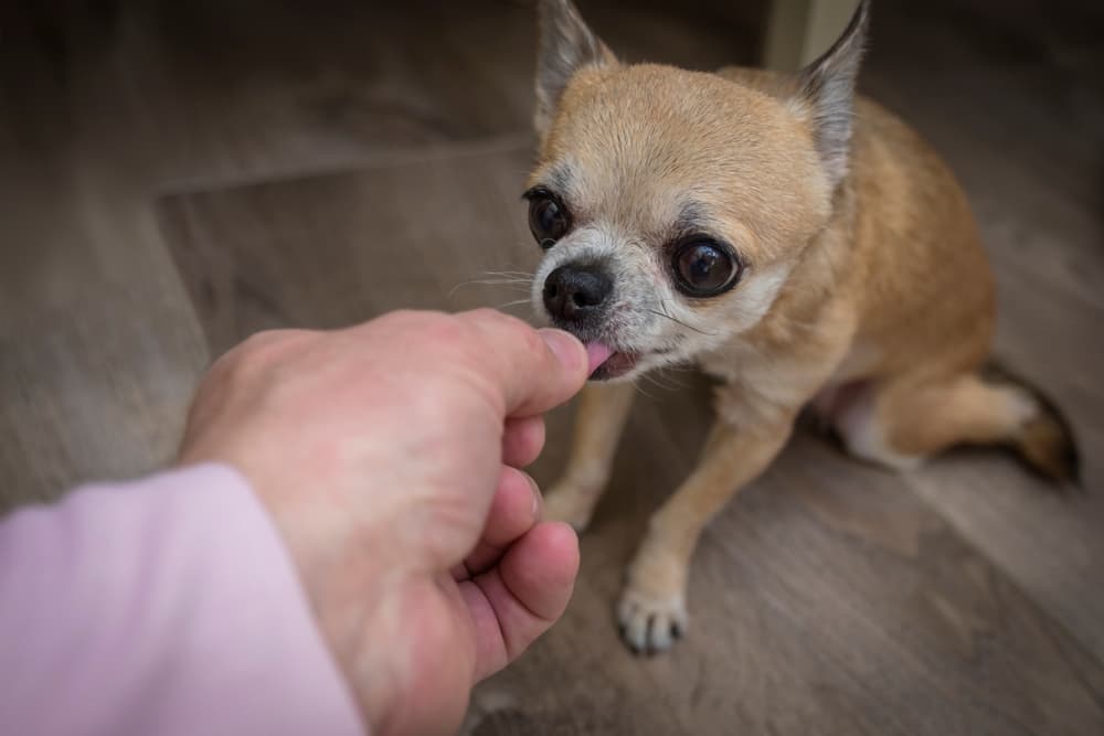 Chihuahua being given pill