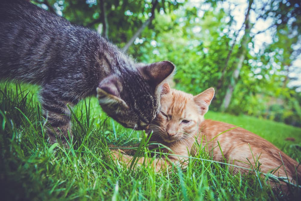 Two cats play fighting