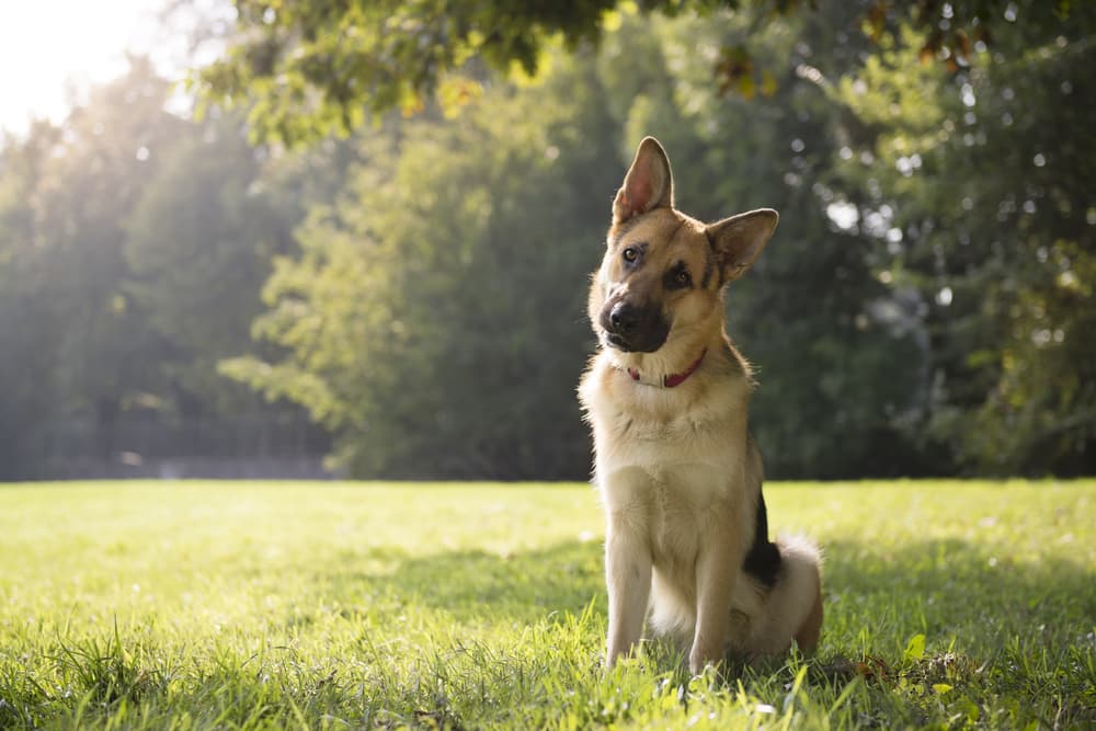 Dog sitting in a field with tilted head